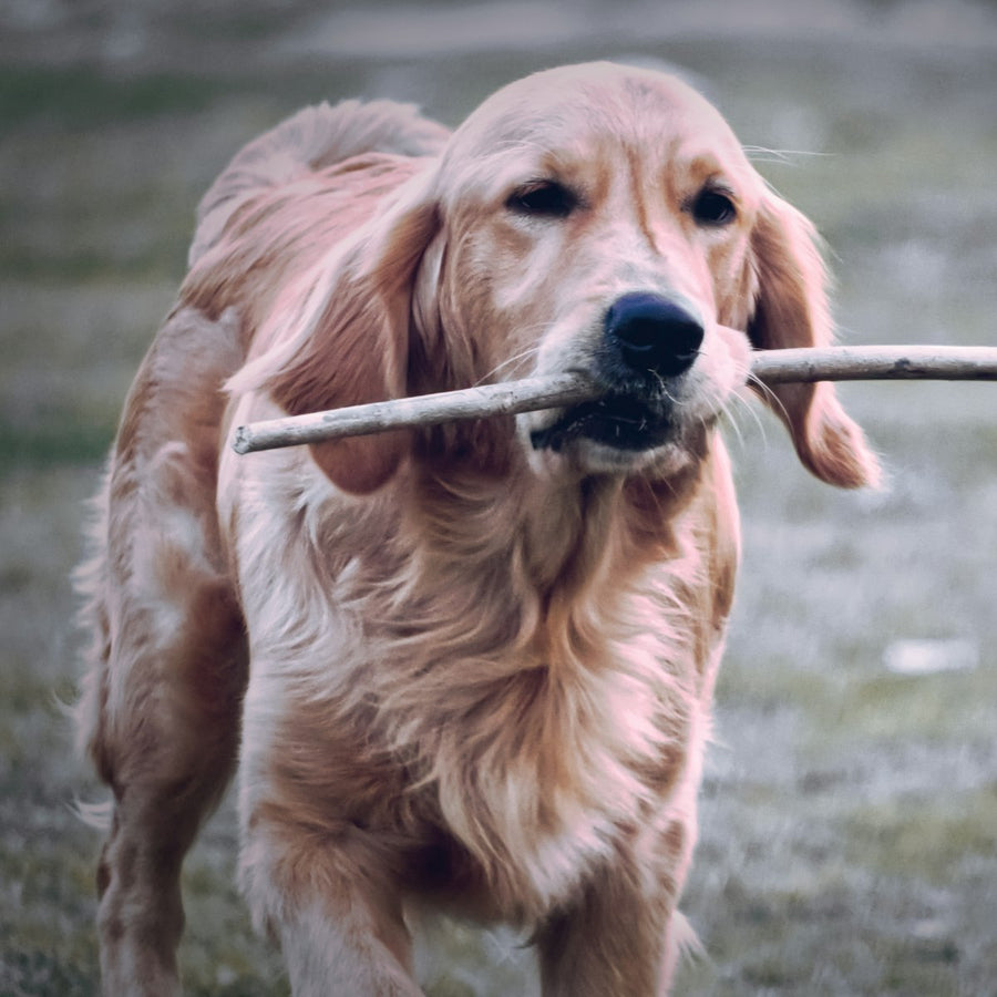 Koffiehout voor je hond: veilig kauwhout? Maten, puppy's en eerlijke tips