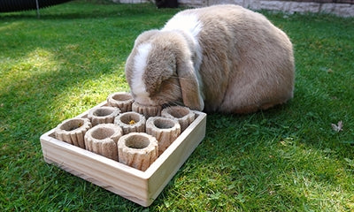 Rosewood Hide 'N' Treat Forage Tray