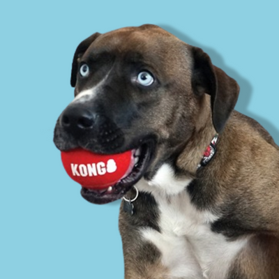 Kong - Signature Sport Balls Assorti