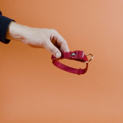 Trixie - Premium Halsband Hond Rood